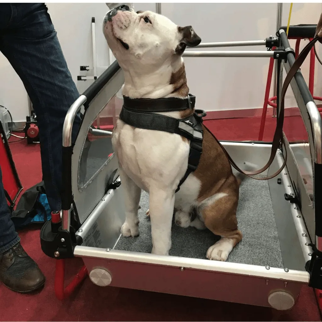 Doggy Tourer | Dog Bike Trailer | Snoopy | M