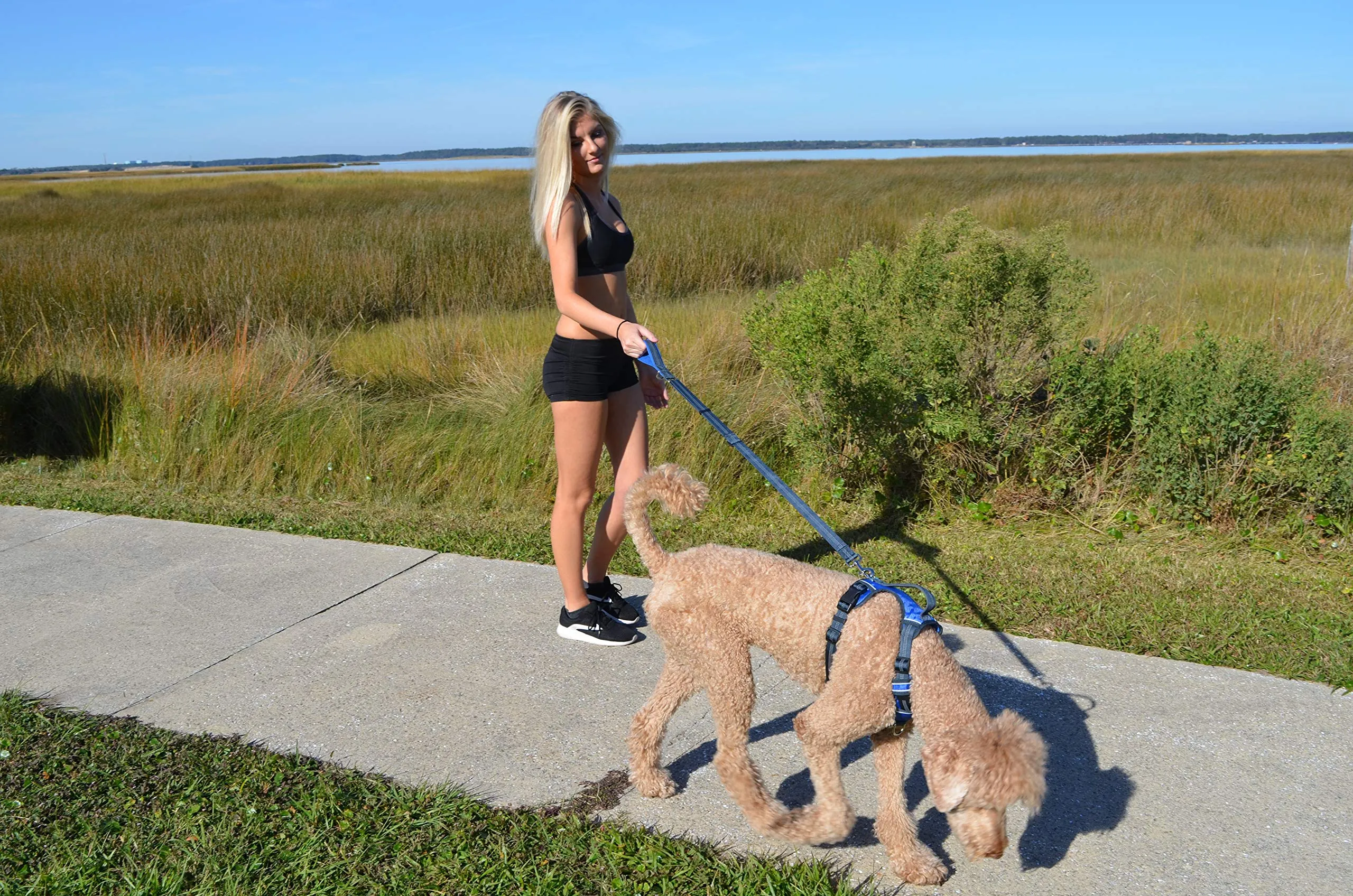 Training Dog Leash With Padded Handle Adjustable